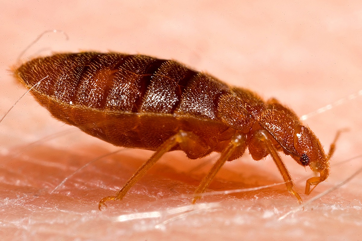 Adult bed bug milton keynes infestation