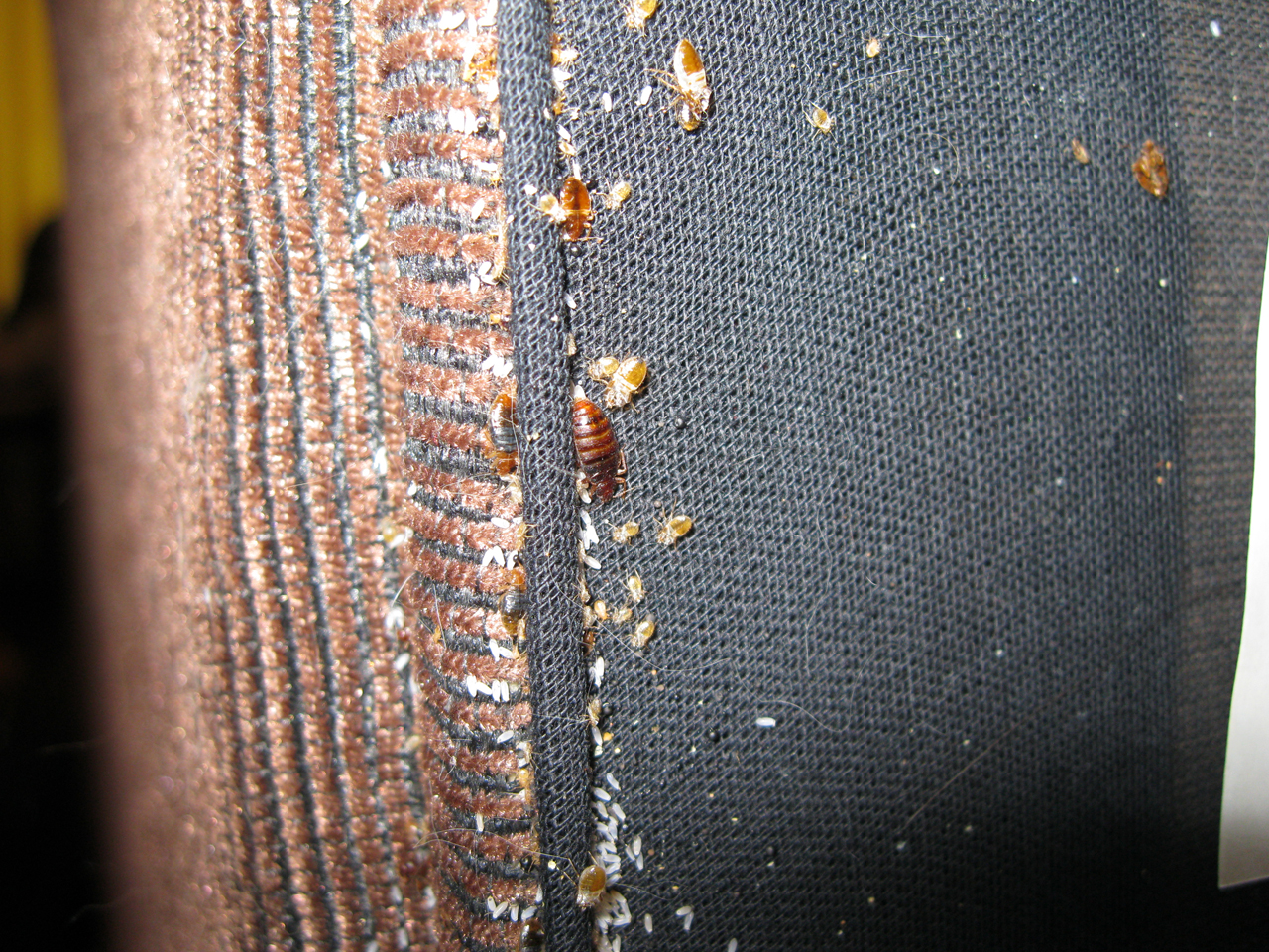 Bed bug infestation in furniture