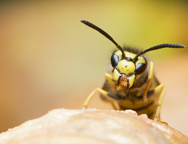 Wasp image
