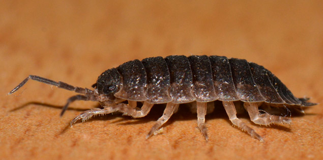 Bed Bugs Leighton Buzzard | Axatax Bed Bug Exterminators