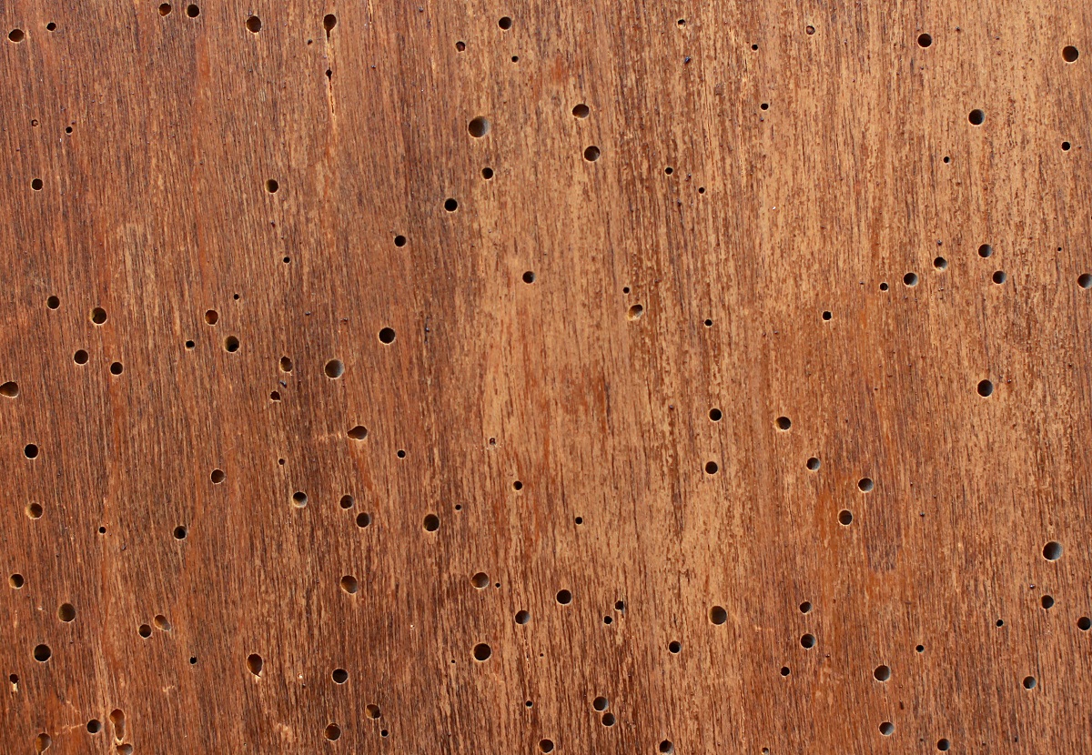 woodworm damage in furniture from woodworm infestation