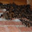 Bats-in-attic being removed
