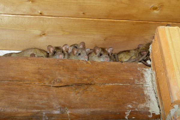 removing rats in attic