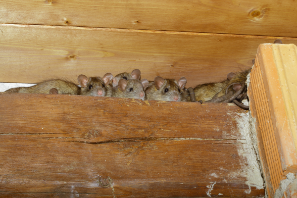 How To Get Rid of Mice in Attics