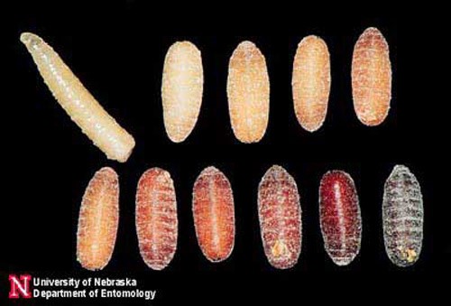 understanding lifecycle of a fly maggot larvae into pupae to prevent fly infestation