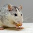 pet rat eating