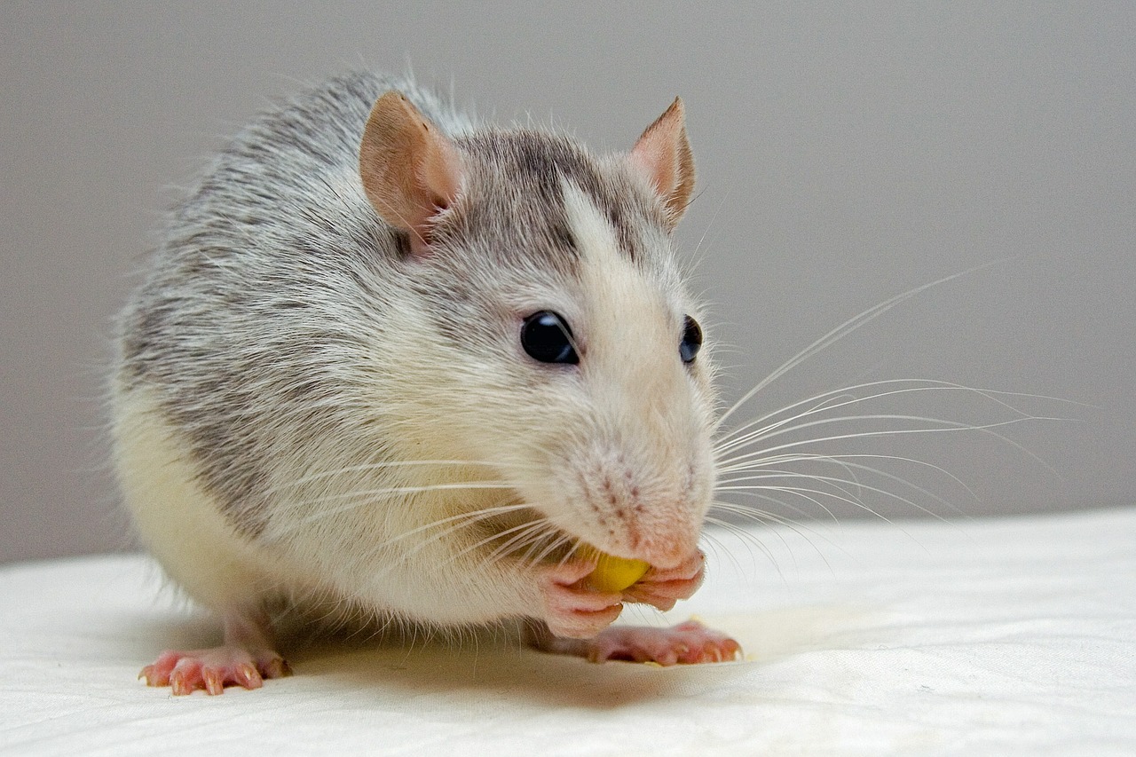pet rat eating