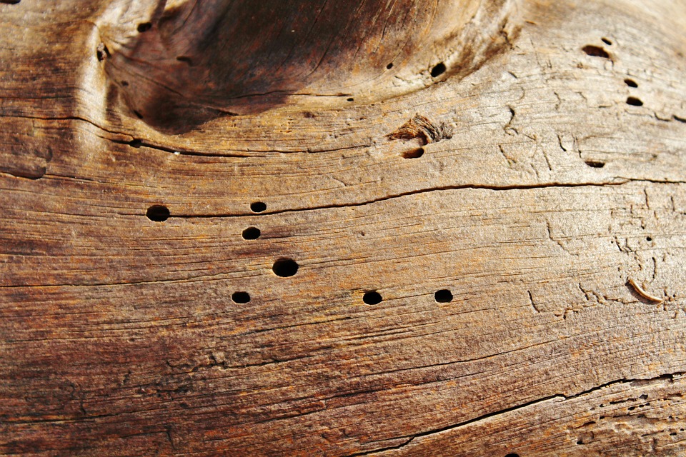 signs of woodworm holes in wood damage in furniture from a woodworm infestation
