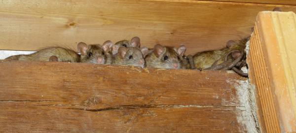 removing rats in attic